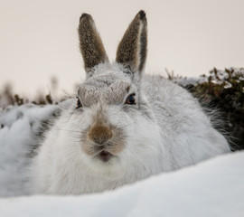 Mountain hare