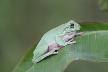 Green Frog On Leaf