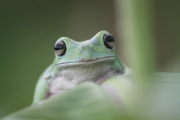 Green Frog On Leaf