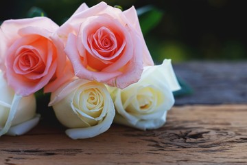 Beautiful white and pink fresh rose flower on wooden background, soft tone valentine concept
