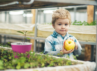 Fototapeta premium autumn harvesting. autumn harvesting with happy healthy kid. fresh apples. little boy farmer keeping autumn harvesting. autumn harvesting concept