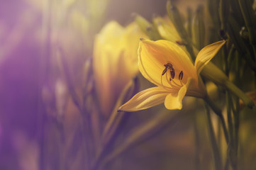 Close up gelbe Blumen vintage sommer feeling © Renee Heetfeld