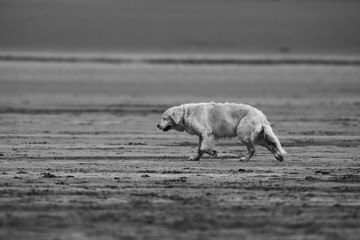 Fototapeta premium golden retriever on a beach in winter