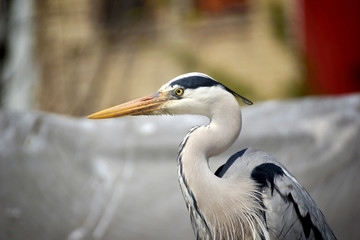 Portrait of a Gray Heron