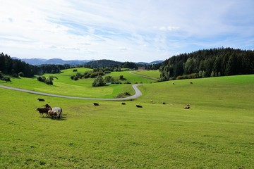 Wiese in K&ouml;nigswiesen in &Ouml;sterreich