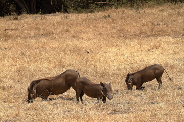 Warzenschweine in der Savanne der Serengeti 