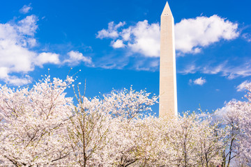 Washington DC, USA in spring season with cherry blossoms
