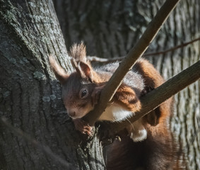 Schlafendes Eichhörnchen