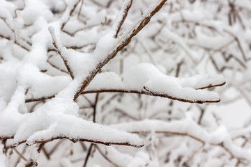 Winter forest. Snow on the branches of trees.