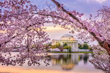 Washington DC, USA at the Jefferson Memorial - obrazy, fototapety, plakaty
