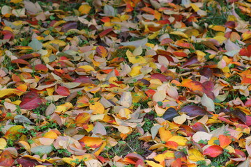 Fototapeta premium Carpet of kako leaves
