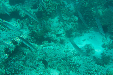 Coral reef and fishes in the underwater Sea