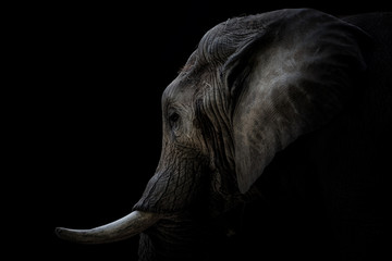 Portrait Elefant mit Sto√üz√§hnen schwarzer Hintergrund