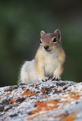 Naklejka na ściany i meble Golden-mantled ground squirrel, City of Rocks, Idaho