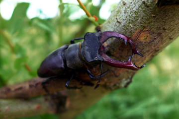 Stag beetle in nature