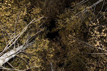 Fototapeta na wymiar Autumn yellow trees in night forest, nature texture background