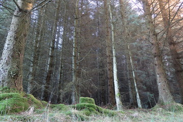 Obraz premium forest for the trees