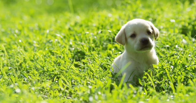 Portrait shot of the one little nice labrador puppy being in the green grass on a sunny summer day. Close up. Outdoor.