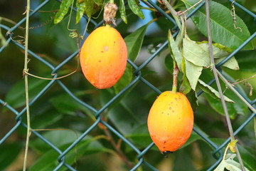 The fruit of passionflower is called maracuja