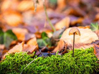Pilz im Wald