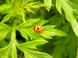 Bright and brilliant orange-red ladybug with black dots sitting on a green leaf in the garden