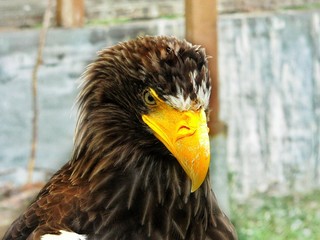 Eagle look of a majestic bird with a bright yellow huge beak and brown and white plumage close-up shot