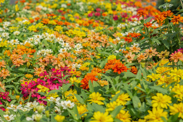 Flowers zinnia elegans. Color nature background.