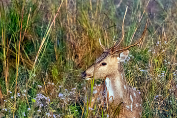 Portrait of young male chital or cheetal (Axis axis), also known as spotted deer or axis deer - Jim...