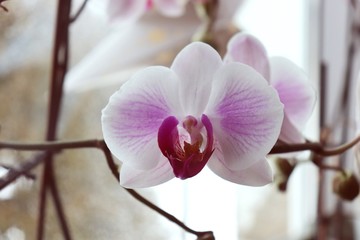 blume, pink, natur, pflanze, schönheit, orchidee, orchideen, orchid, rosa, rose