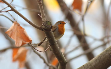 The curious robin