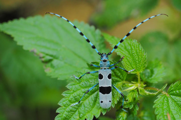 Rosalia longicorn / Rosalia alpina