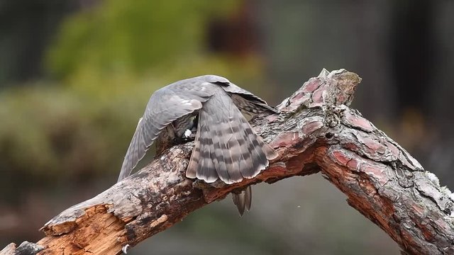 Gavilan con una presa en una percha