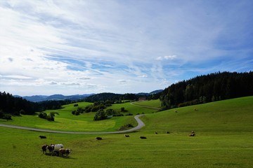 Wiese in K&ouml;nigswiesen in Perg in &Ouml;sterreich in Europa