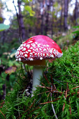 Bug agaric in nature