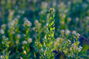 Meadow grass at sunrise