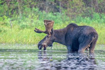 A large adult bull moose, walking through the shallow shore of the lake, having a drink of water...