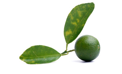 Calamansi on white background
