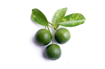 Fresh calamondin fruit on white background