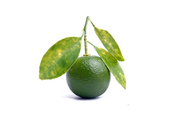 Calamansi on white background