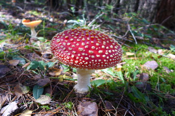 Bug agaric in nature