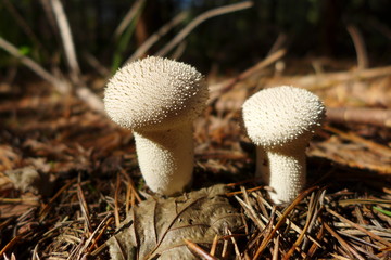 Two mushrooms together in nature