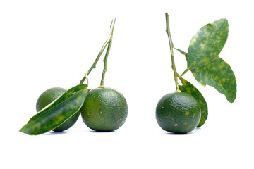 Fresh calamondin fruit on white background