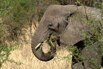 Elefanten in der Serengeti  © hecke71