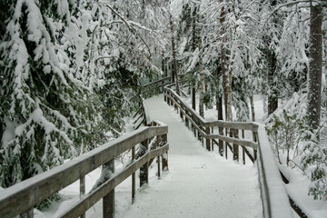 Wooden footpath in a picturesque winter forest