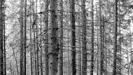 forest in black and white
