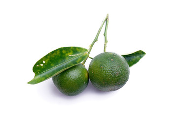 Calamondin or calamansi lime on a white background.