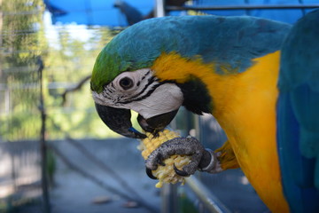 macaw parrot