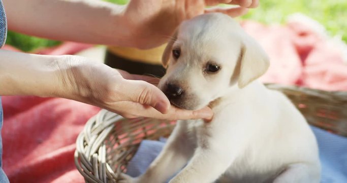 hands of the Caucasian woman stroking a white labrador puppy muzzle while it being in the basket on the ground. Close up. Outside.