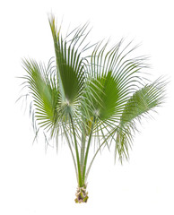 Palm tree leafs cut out on white background. Jungle objects set.