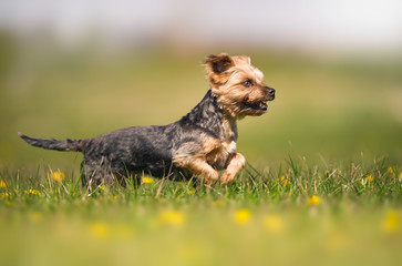  a dog running